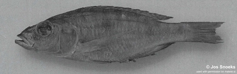 Stigmatochromis sp. 'big-eye' Nkhotakota